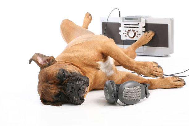 白色背景下狗的特写镜头图片下载