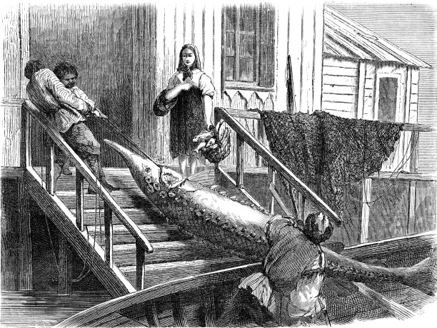 钓鲟鱼:在伏尔加的河岸上拖鱼图片下载