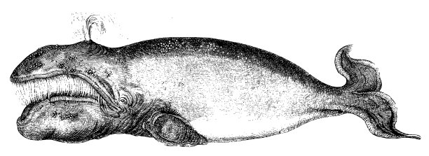 抹香鲸图片下载