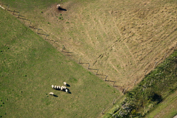 羊的航拍照片图片下载