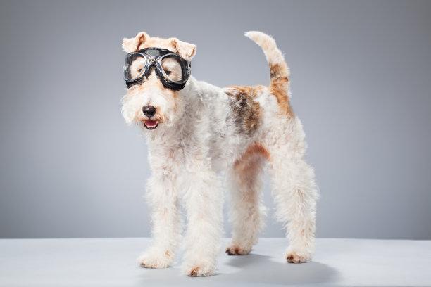 一只狐狸梗的肖像图片下载