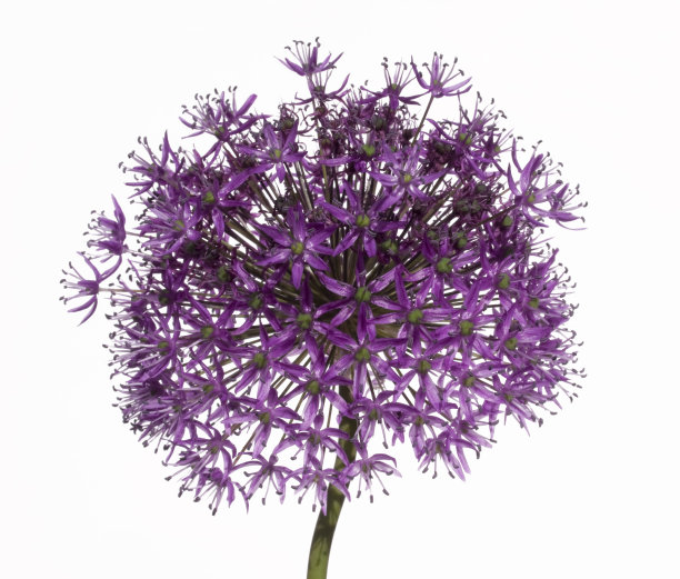 葱属植物紫色的花图片下载