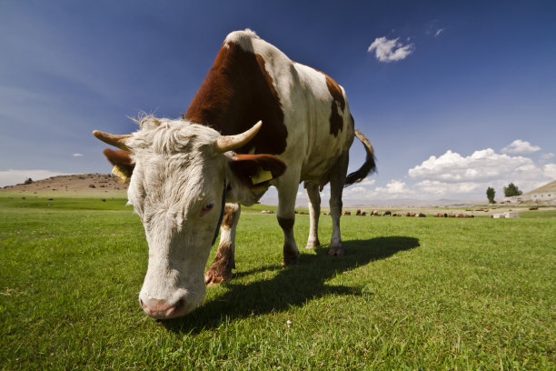奶牛图片下载
