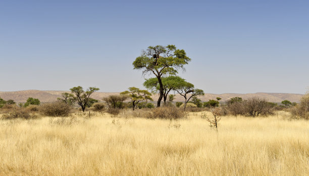 纳米比亚南部的植被图片下载