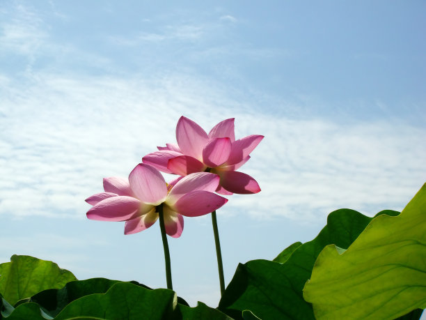 蓝天上的荷花图片下载