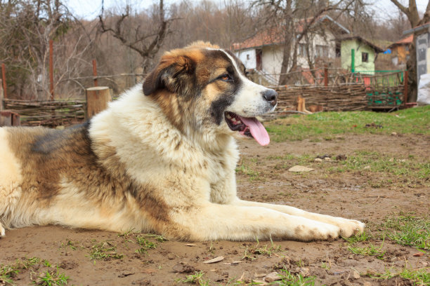 狗在院子里图片下载
