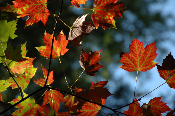 秋天的抽象图片下载