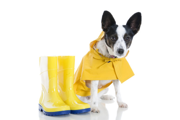 狗和雨靴图片下载