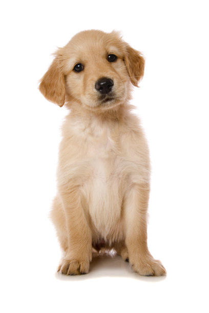 漂亮的小狗素材图片