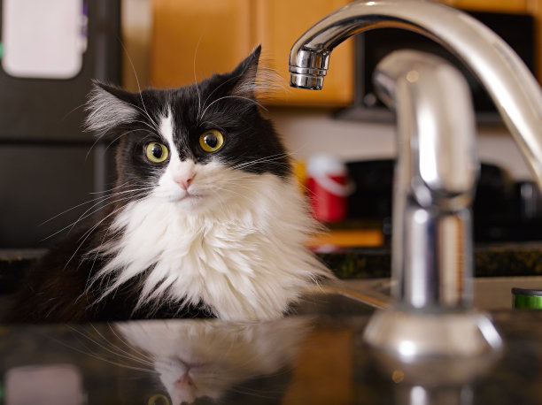 水槽里的猫图片下载