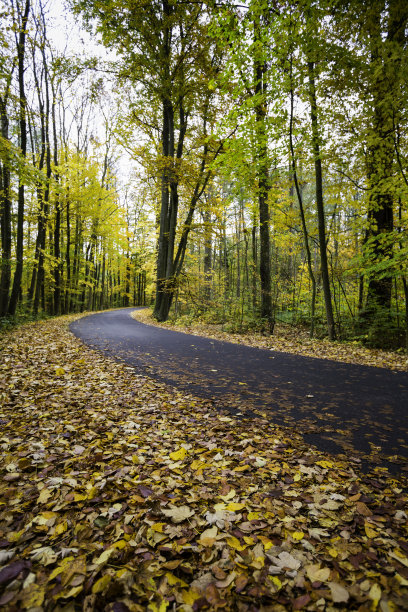 森林之路图片下载