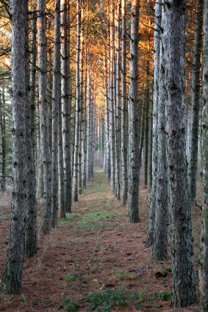 日落时分树木丛生的步道图片下载