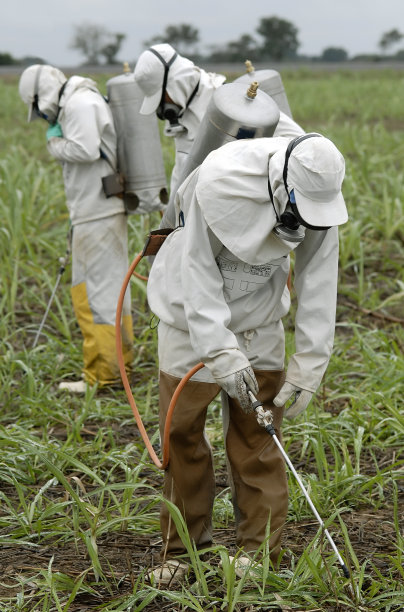 几个穿着白色防护服的人在喷洒杀虫剂图片下载