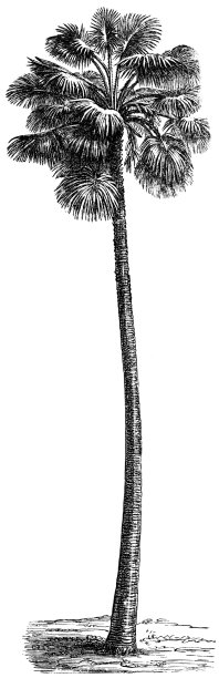 棕榈树图片下载