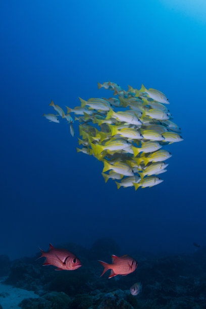 蓝调捕捉器图片下载