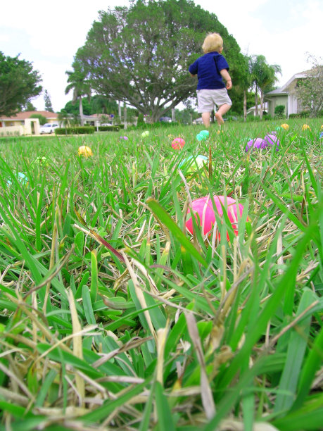 寻找鸡蛋!图片下载