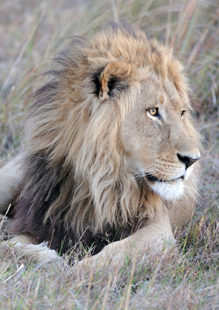 雄狮靠近图片下载