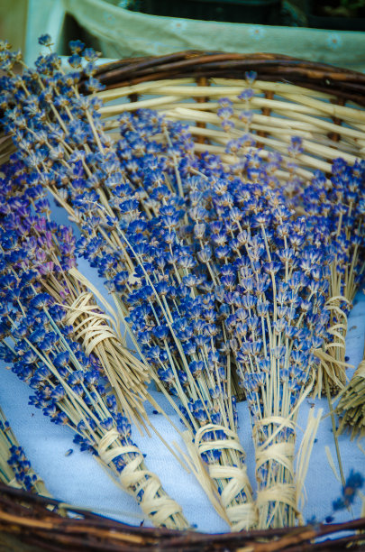 薰衣草图片下载