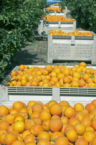 在南加州收获的橙子图片下载