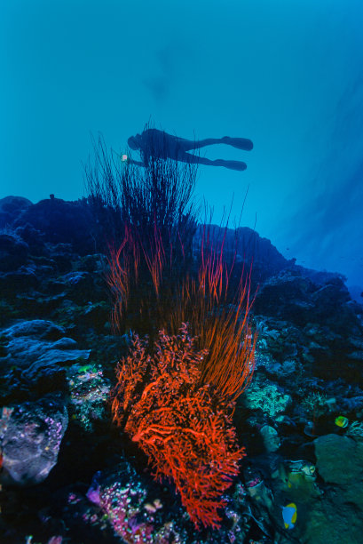 潜水员在珊瑚礁上图片下载