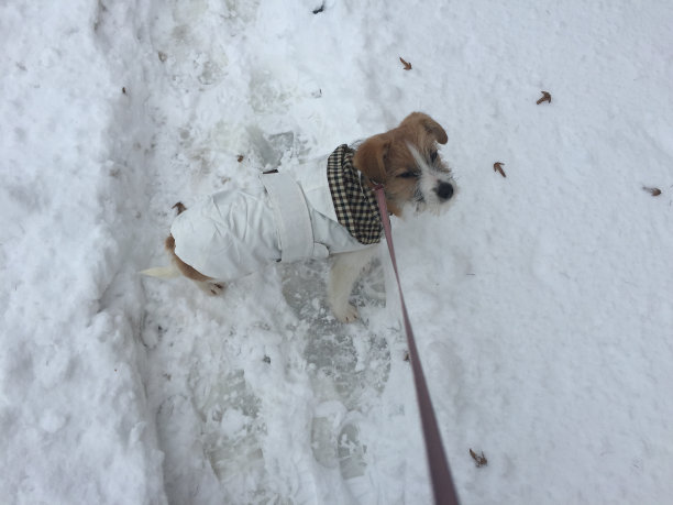 冬天用皮带拴着的小狗图片下载