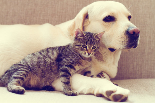 狗和猫图片下载