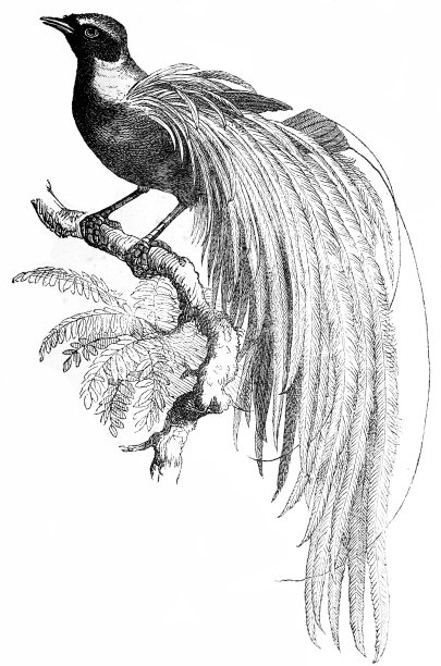 大天堂鸟图片下载