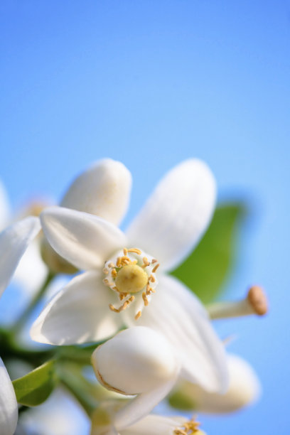 橙花映衬着蓝天图片下载