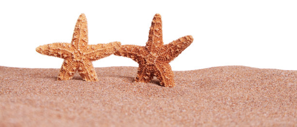 海星底背景图片下载