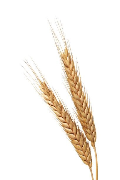 小麦照片素材ID：149948950