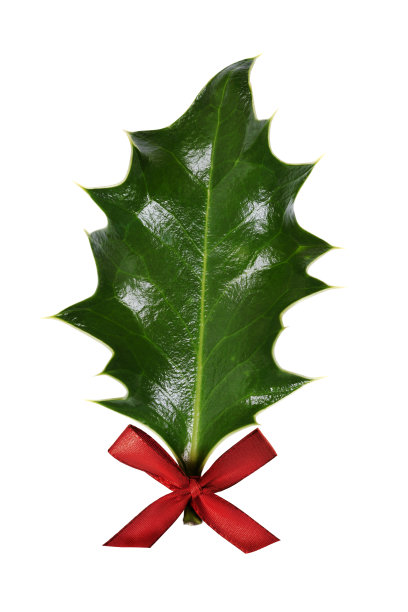 带有红丝带的冬青叶，孤立在白色上图片下载