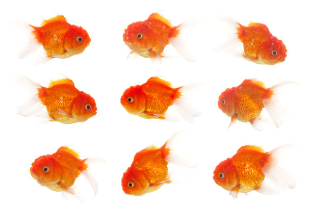 一群娃娃脸金鱼图片下载