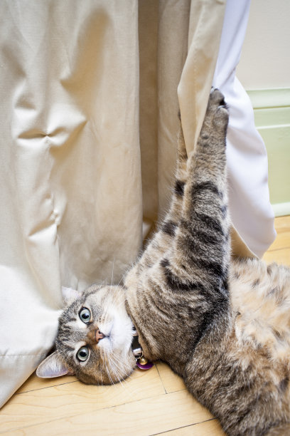 有趣的猫图片下载