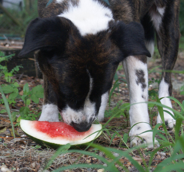 大脚狗吃西瓜图片下载