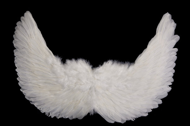 白色的翅膀图片下载