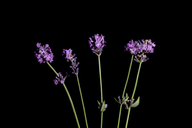 薰衣草图片下载