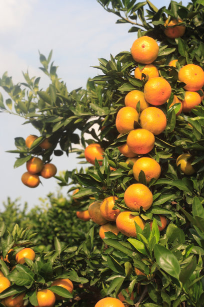 橙色的树林图片下载