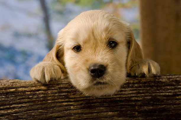 围栏上的金毛寻回犬图片下载