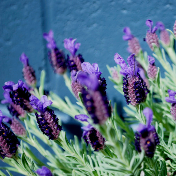 薰衣草图片下载