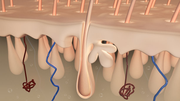 毛囊图片下载