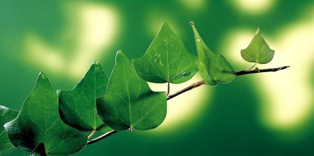 新鲜的绿叶图片下载