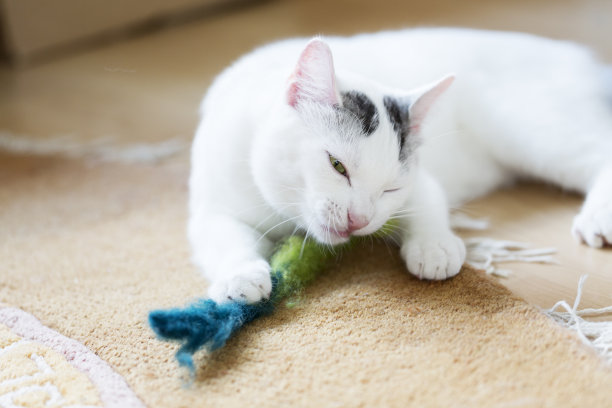 白猫和它的玩具图片下载