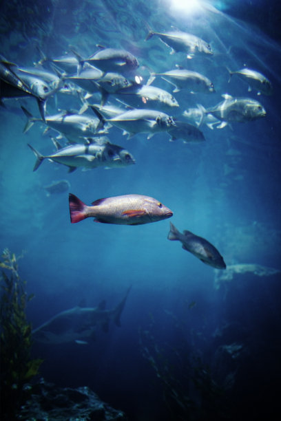 金枪鱼素材图片