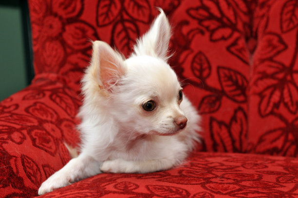 长头发的吉娃娃图片下载