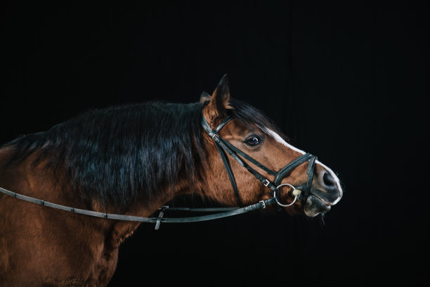 湾马肖像图片下载