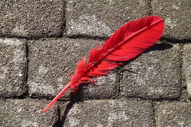 红色的羽毛图片下载