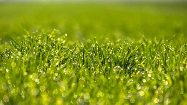 春天图片素材ID：150091738