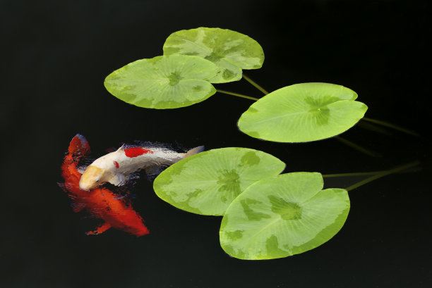 锦鲤和睡莲素材图片