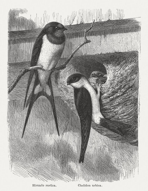 《燕子》，出版于1882年素材图片