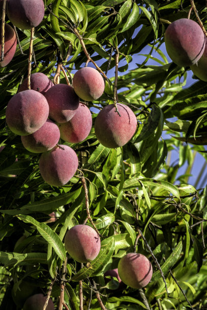 热带水果-成熟的芒果生长在树上图片下载